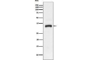 Western blot analysis of JAM1 expression in HeLa cell lysate.
