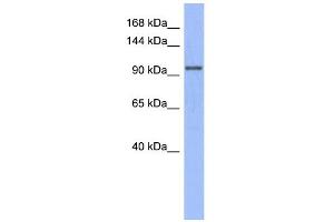 WB Suggested Anti-MSH4  Antibody Titration: 0.