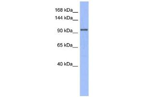 WB Suggested Anti-MSH4  Antibody Titration: 0. (MSH4 anticorps  (N-Term))