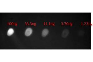Dot Blot (DB) image for Goat anti-Human IgA (Heavy Chain) antibody (FITC) - Preadsorbed (ABIN100718)