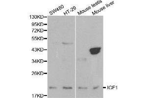 anti-Insulin-Like Growth Factor 1 (IGF1) (C-Term) antibody