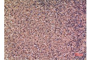 Immunohistochemistry (IHC) analysis of paraffin-embedded Human Spleen, antibody was diluted at 1:100.
