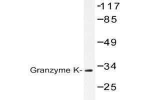 Western blot analysis of Granzyme K antibody in extracts from Jurkat cells. (GZMK anticorps)