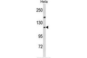 Western blot analysis of IPO11 Antibody (N-term) in Hela cell line lysates (35ug/lane). (Importin 11 anticorps  (N-Term))