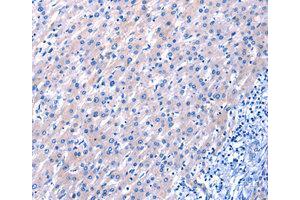 Immunohistochemistry (IHC) image for anti-Epidermal Growth Factor (EGF) antibody (ABIN1872450) (EGF anticorps)