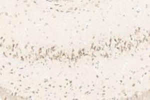 Immunohistochemistry analysis of paraffin-embedded rat brain using,GDF6 (ABIN7074132) at dilution of 1: 1000