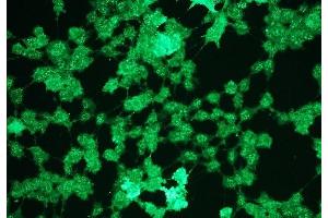 Immunocytochemistry (ICC) image for anti-Mitogen-Activated Protein Kinase 1/3 (MAPK1/3) (phosphospecific) antibody (ABIN870327)