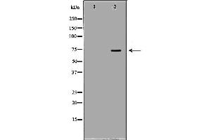 Western blot analysis of extracts of Mouse brain , using APLP1 antibody.