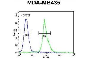 AKT1 Antibody (Thr308) flow cytometric analysis of MDA-MB435 cells (right histogram) compared to a negative control cell (left histogram). (AKT1 anticorps  (AA 289-318))