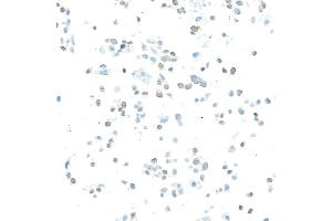 Immunocytochemistry (ICC) image for anti-Enhancer of Zeste Homolog 2 (EZH2) (AA 1-154) antibody (ABIN7795766) (Recombinant EZH2 anticorps  (AA 1-154))
