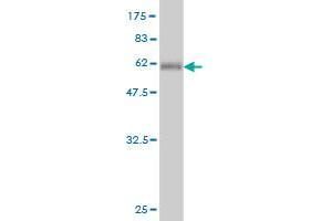 Western Blot detection against Immunogen (54.