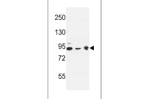 DNAJC6 Antibody (Center) (ABIN653940 and ABIN2843170) western blot analysis in K562(lane 1),HL-60 cell line(lane 2) and mouse brain tissue(lane 3) lysates (35 μg/lane). (DNAJC6 anticorps  (AA 254-281))
