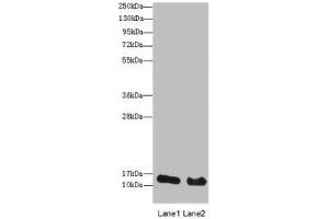 Western blot All lanes: HIST2H3A antibody at 14 μg/mL Lane 1: Mouse liver tissue Lane 2: Mouse kidney tissue Secondary Goat polyclonal to rabbit IgG at 1/10000 dilution Predicted band size: 15 kDa Observed band size: 15 kDa (HIST2H3A anticorps  (AA 108-136))