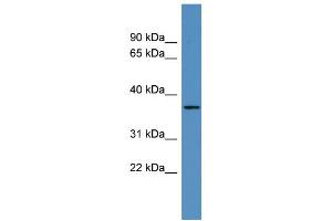 WB Suggested Anti-OR2H2 Antibody Titration: 0. (OR2H2 anticorps  (C-Term))