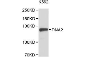 Western blot analysis of extracts of K-562 cells, using DNA2 antibody (ABIN5996467). (DNA2 anticorps)