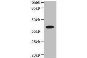 Western blot All lanes: PSTK antibody at 5 μg/mL + Hela whole cell lysate Secondary Goat polyclonal to rabbit IgG at 1/10000 dilution Predicted band size: 40, 33 kDa Observed band size: 40 kDa (PSTK anticorps  (AA 1-347))