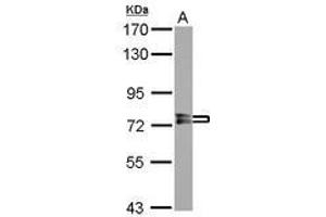 Image no. 2 for anti-Protein Phosphatase, EF-Hand Calcium Binding Domain 1 (PPEF1) (AA 361-650) antibody (ABIN1500360) (PPEF1 anticorps  (AA 361-650))