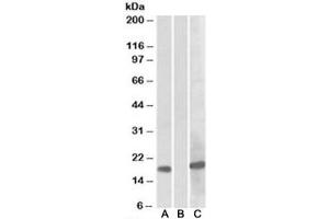 HEK293 lysate overexpressing human HOXA1-MYC probed with HOXA1 [1ug/ml] in Lane A and anti-MYC tag [1/1000] in lane C. (HOXA1 anticorps)