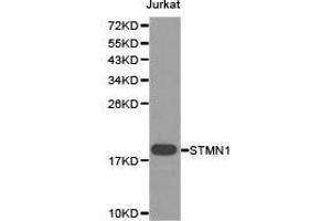 Western Blotting (WB) image for anti-Stathmin 1 (STMN1) antibody (ABIN1874979) (Stathmin 1 anticorps)