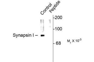 Image no. 1 for anti-Synapsin I (SYN1) (pSer62), (pSer67) antibody (ABIN372719) (SYN1 anticorps  (pSer62, pSer67))