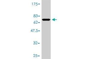 Western Blot detection against Immunogen (63. (POLR1C anticorps  (AA 1-346))