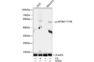 Western blot analysis of extracts of 293T and NIH/3T3 cells, using Phospho-M1-T156 antibody (ABIN7265449) at 1:1000 dilution. (AP2M1 anticorps  (pThr156))