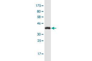 Western Blot detection against Immunogen (38.