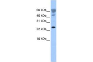 Western Blotting (WB) image for anti-FUN14 Domain Containing 1 (FUNDC1) antibody (ABIN2463549) (FUNDC1 anticorps)
