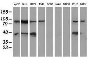 Image no. 2 for anti-Mitogen-Activated Protein Kinase 12 (MAPK12) antibody (ABIN1499303)