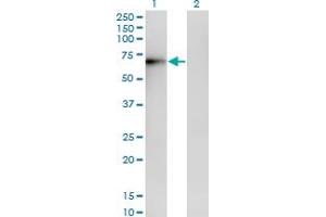 Western Blot analysis of ERO1L expression in transfected 293T cell line by ERO1L monoclonal antibody (M01), clone 4G3.