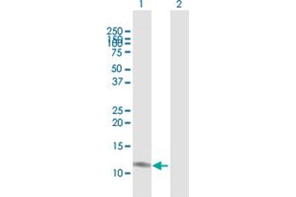 CCL23 antibody  (AA 1-137)