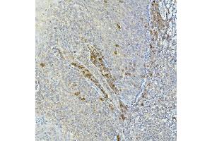 Immunohistochemistry of paraffin-embedded human tonsil using Tec Rabbit pAb (ABIN6128353, ABIN6148988, ABIN6148989 and ABIN6213654) at dilution of 1:100 (40x lens).