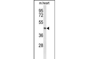 Western blot analysis of DBC1 Antibody (N-term) (ABIN653418 and ABIN2842866) in mouse heart tissue lysates (35 μg/lane). (DBC1 anticorps  (N-Term))