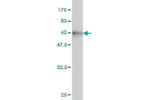Western Blot detection against Immunogen (56.