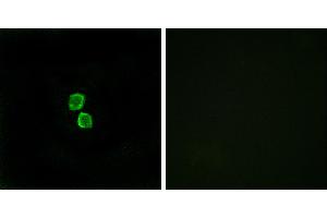 Peptide - +Immunofluorescence analysis of MCF-7 cells, using CKLF1 antibody. (CMTM1 anticorps)
