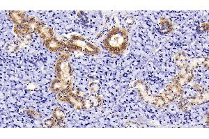 Detection of AST2 in Rat Parotid Gland Tissue using Polyclonal Antibody to Aspartate Aminotransferase 2 (AST2) (AST2 (AA 30-430) anticorps)