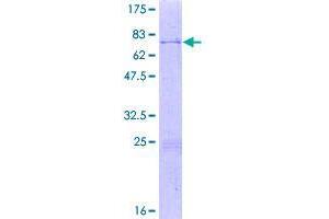 Image no. 1 for THAP Domain Containing 7 (THAP7) (AA 1-309) protein (GST tag) (ABIN1322670)