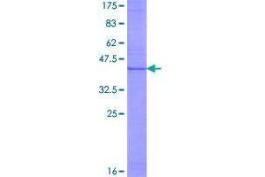 Image no. 1 for CD99 Molecule-Like 2 (CD99L2) (AA 1-145) protein (GST tag) (ABIN1348751)