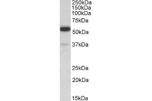 (ABIN184983) (1. (TRIM5 anticorps  (N-Term))