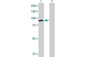 Western Blot analysis of MX1 expression in transfected 293T cell line by MX1 MaxPab polyclonal antibody. (MX1 anticorps  (AA 1-662))