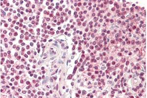 ABIN185265 (5µg/ml) staining of paraffin embedded Human Spleen.