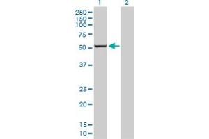 Western Blot analysis of CYP1A2 expression in transfected 293T cell line by CYP1A2 MaxPab polyclonal antibody.