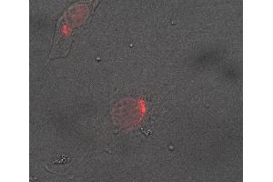 Indirect immunostaining of a PFA fixed mouse 3T3 fibroblast (dilution 1 : 500; red).
