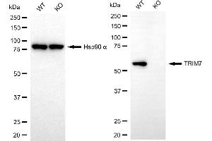 Western blotting analysis using TRIM7 antibody (ABIN7800643).