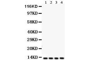 Anti-Cytochrome C antibody, Western blotting All lanes: Anti Cytochrome C  at 0. (Cytochrome C anticorps  (C-Term))