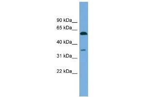 WB Suggested Anti-SAAL1 Antibody Titration: 0. (SAAL1 anticorps  (N-Term))