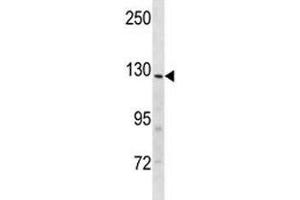 Insulin receptor R antibody western blot analysis in mouse heart tissue lysate
