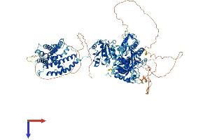 AlphaFold protein structure predicition of Mouse Recombinant Kcnma1 Protein, UniprotID Q08460