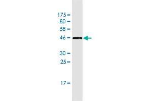 Western Blot detection against Immunogen (45.
