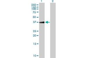 Western Blot analysis of TGDS expression in transfected 293T cell line by TGDS MaxPab polyclonal antibody. (TGDS anticorps  (AA 1-350))